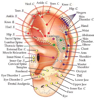 Akupunkturpunkter på øret